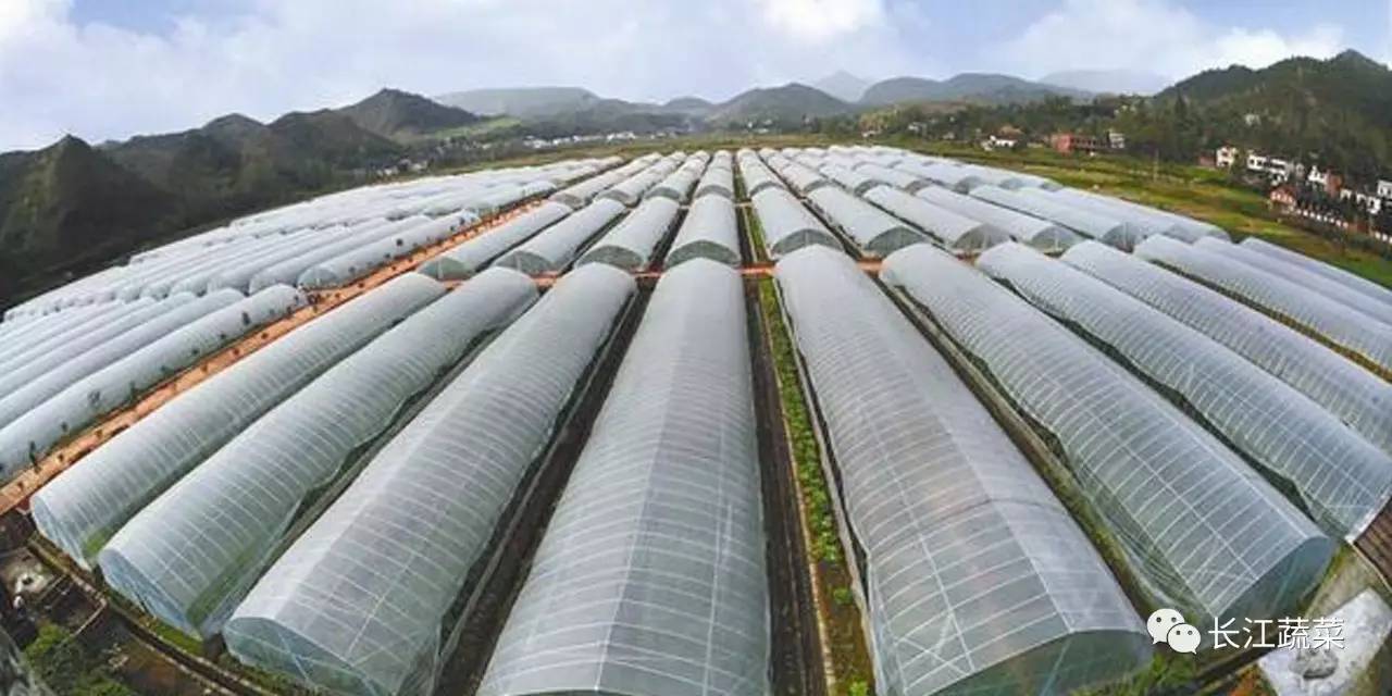 有机蔬菜生产基地日光温室“复闷棚”处理技术_搜狐科技
