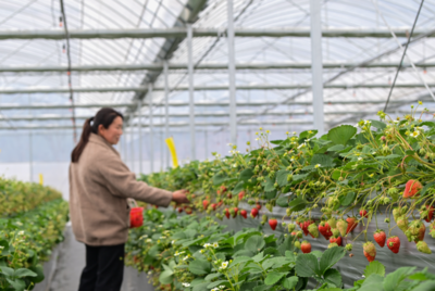 板溪镇:科技赋能助力草莓丰收