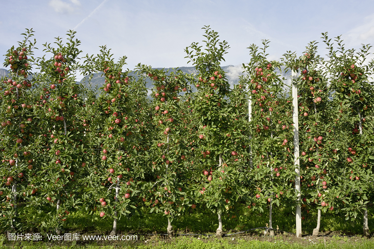 意大利南蒂罗尔的苹果种植园